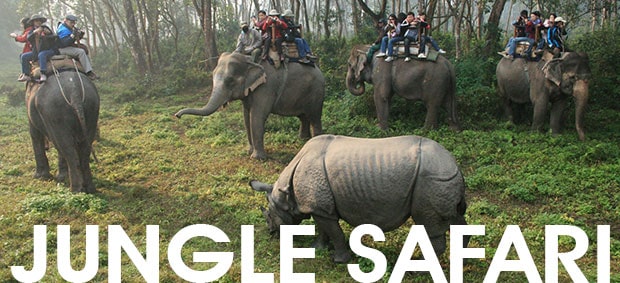 Jungle Safari